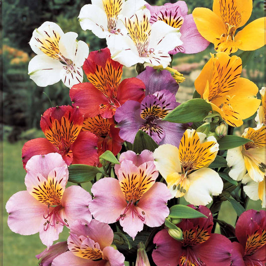 Incalelie (x3) - Alstroemeria - Heesters en vaste planten