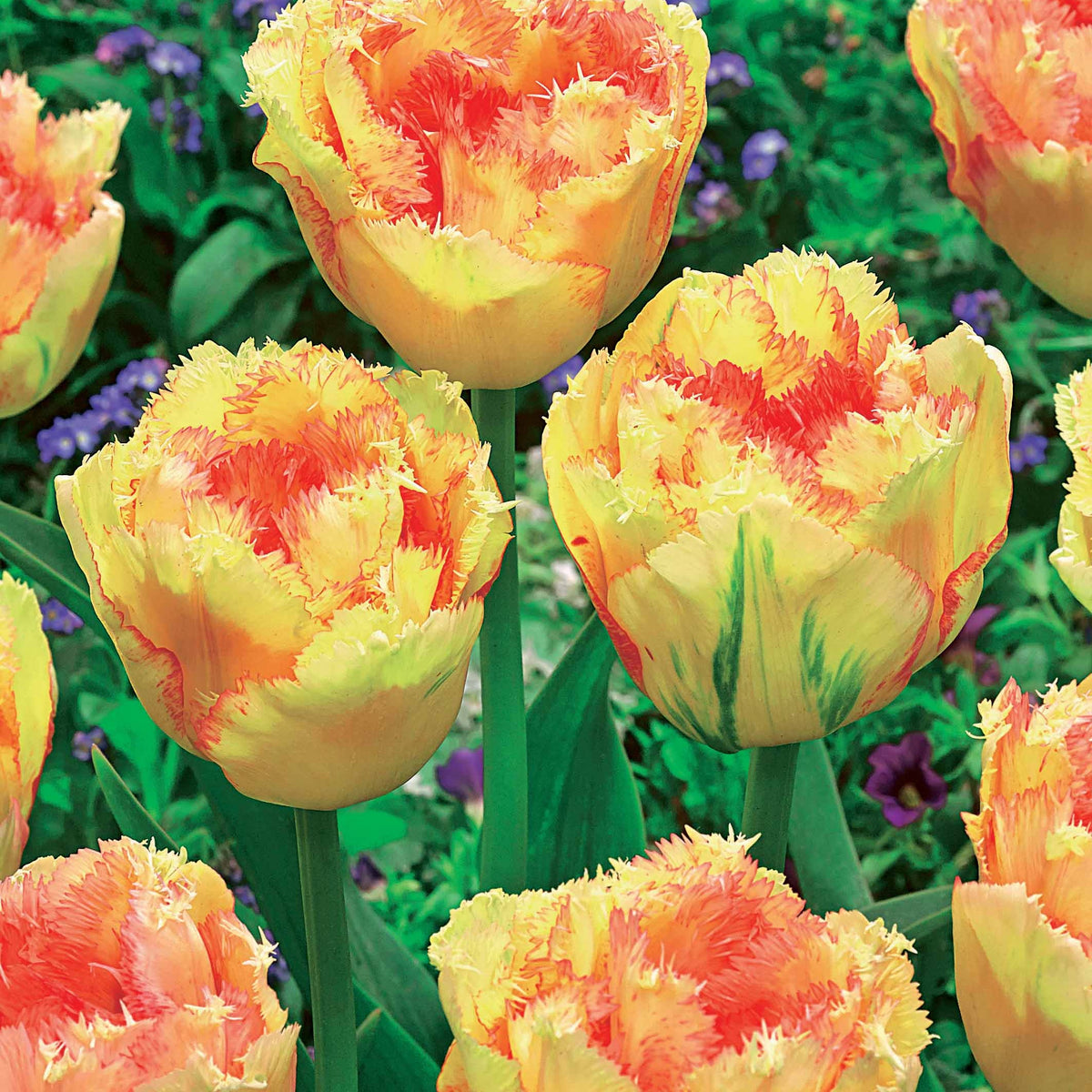 Tulipa queensland, mascotte , vaya con dios - Gefranjerde Tulpen collectie: 'Queensland' + 'Mascotte' + 'Vaya con Dio' (x15) - Tulpen