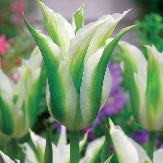 Leliebloemige tulpen 'Greenstar' (x10) - Bakker
