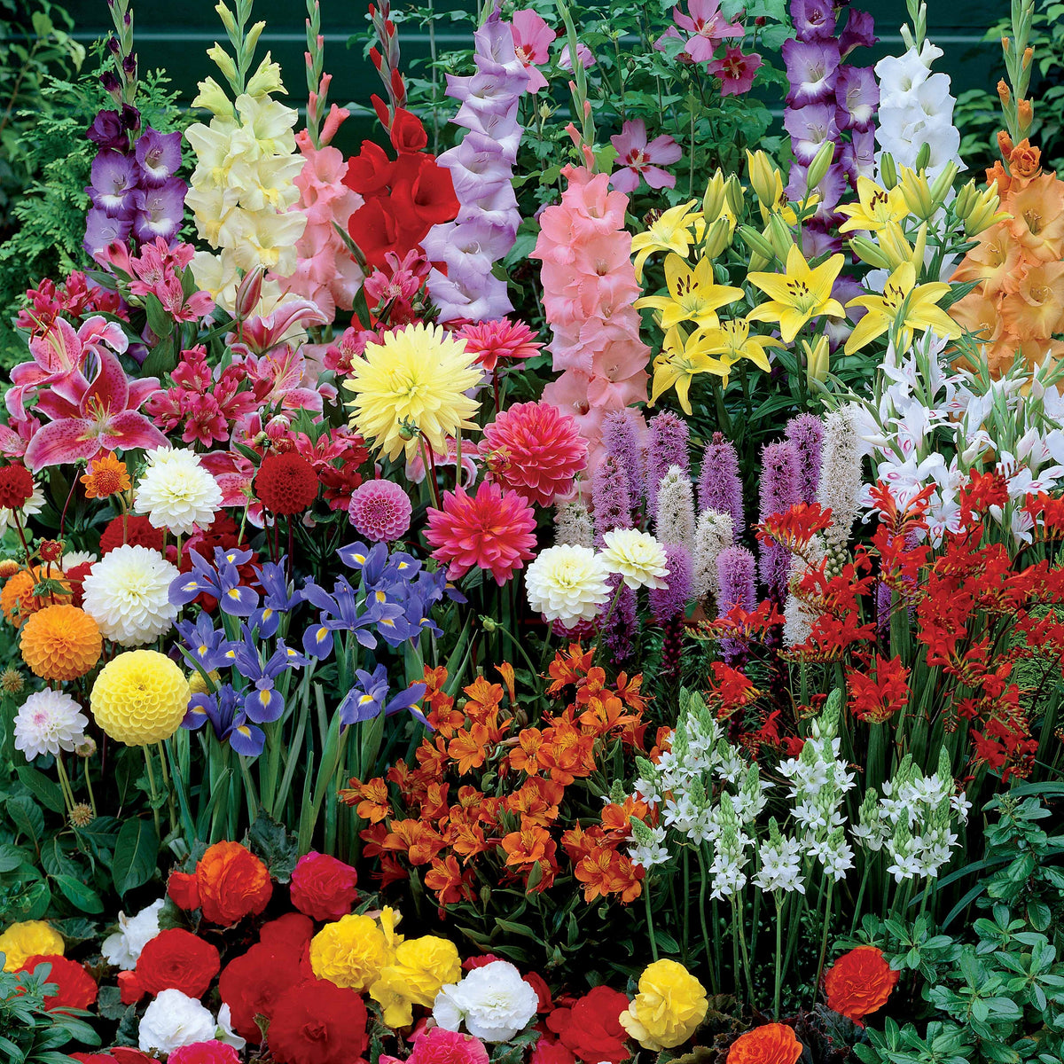 Borderpakket zomerbloeiers - ca. 1,5 m² - Gladiolus, Begonia, Iris, Liatris, Crocosmia, Lilium, Dahlia - Bakker