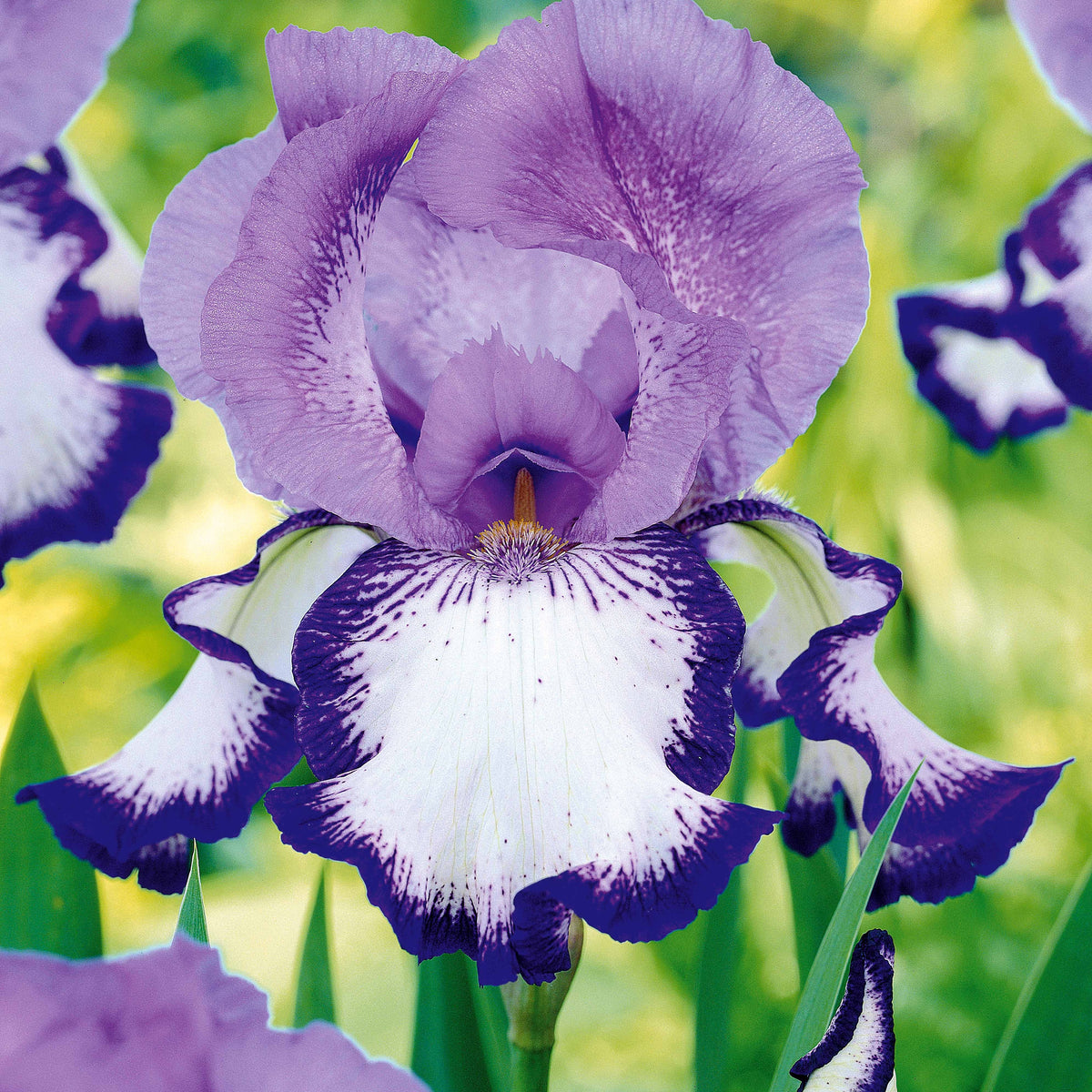Iris germanica (2 lasso, 2 bordure, 2 sangreal) - Tuiniris collectie: Lasso, Border, Sangreal (x6) - Iris germanica - Duitse iris