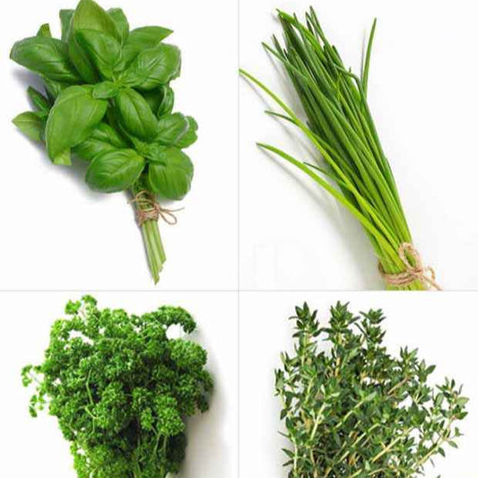 Verzameling van aromatische planten (x4) - Basilic, ciboulette, persil, thym - Moestuin