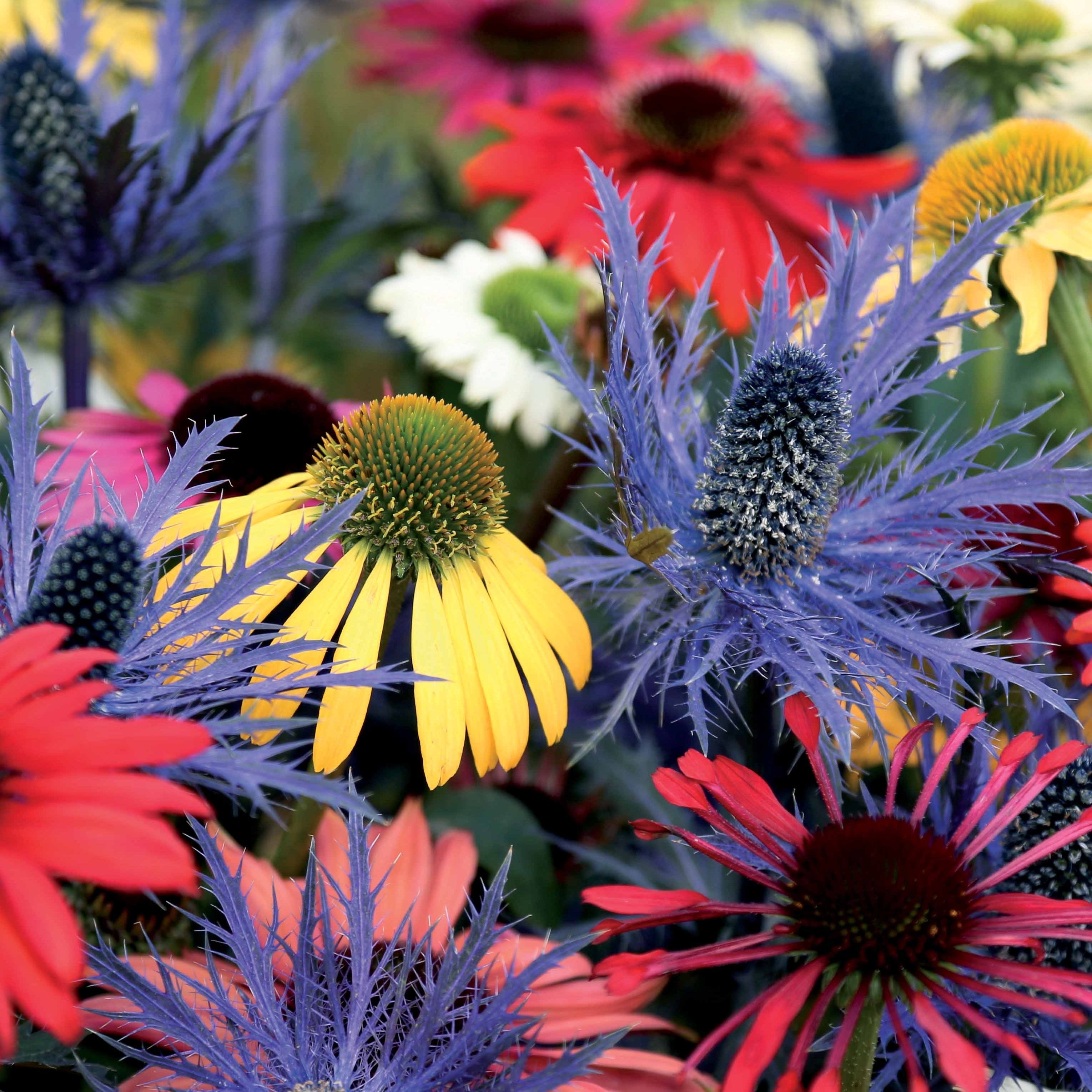 Set Van 6 - Echinacea Purpurea White Swan - Zonnehoed - Vaste Plant - 10-20cm Hoog - Pot 9cm Set Van 6 - Echinacea Purpurea White Swan - Zonnehoed - Vaste Plant - 10-20cm Hoog - Pot 9cm