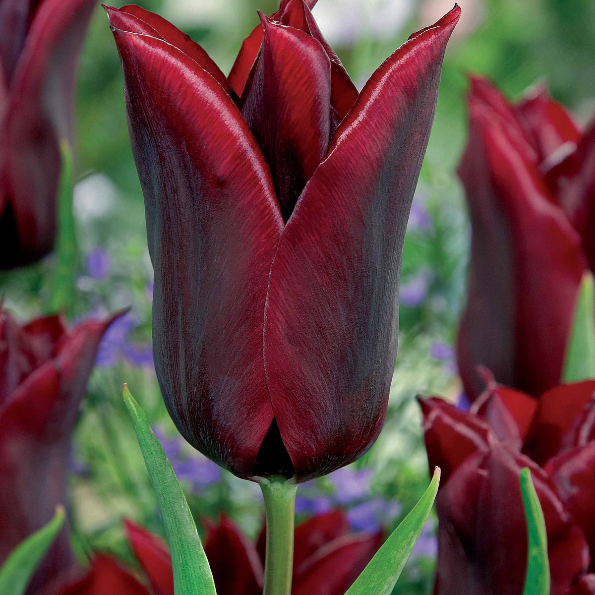 Leliebloemige tulpen 'Lasting Love' (x10) - Bakker