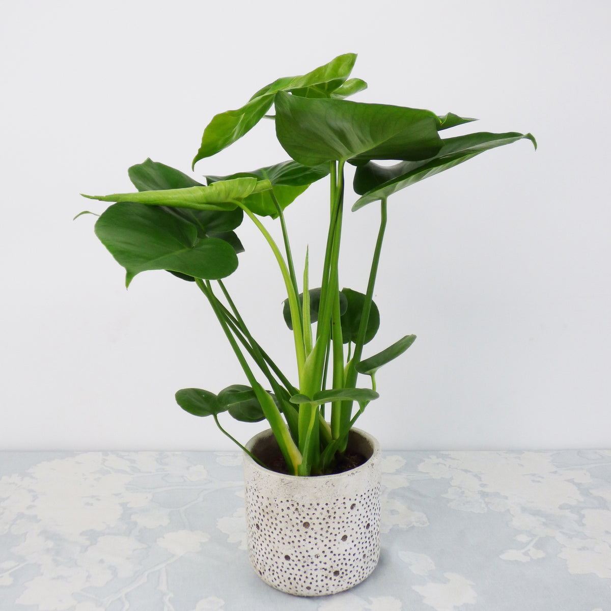Chamoedorea elegans,monstera deliciosa,chlorophytum atlantic - Luchtzuiverende kamerplanten Mix - Luchtzuiverende kamerplanten