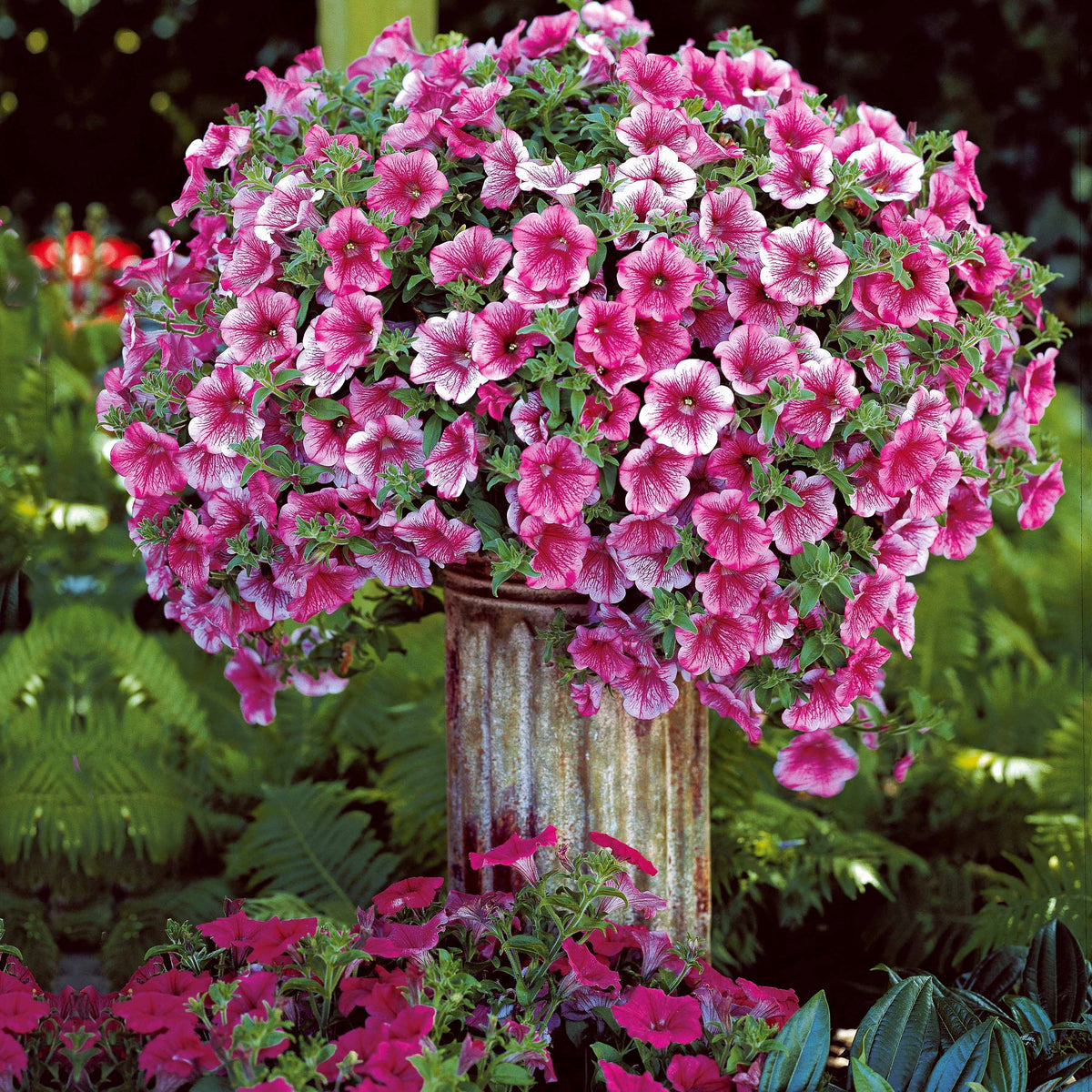 Petunia Collectie: rood, roze, geel (x9) - Petunia - Bakker