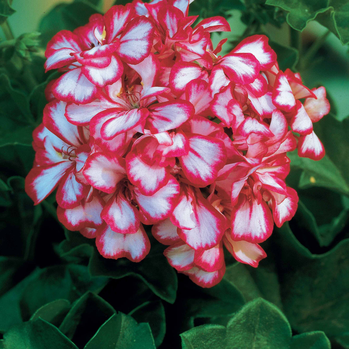 Geranium - Pelargonium - Collectie boomgeraniums: rood en tweekleurig (x6) - Pelargonium peltatum nixe , rouge