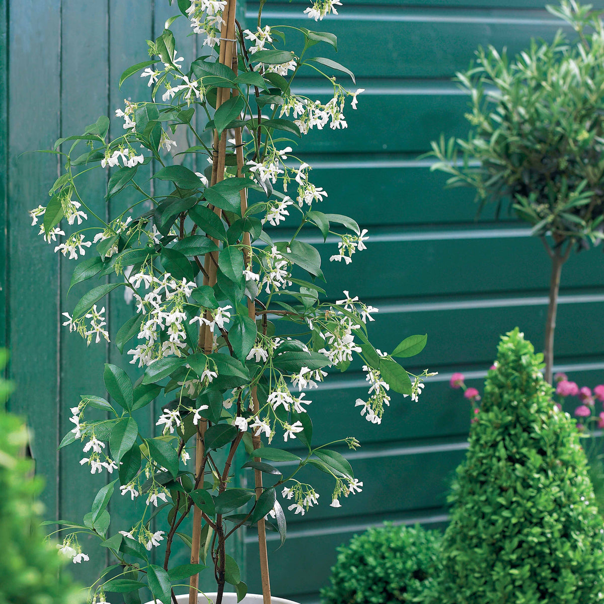 Verkoop Toscaanse jasmijn, Blauwe regen, Hortensia (x3) - Trachelospermum jasminoides, wisteria, hydrangea p