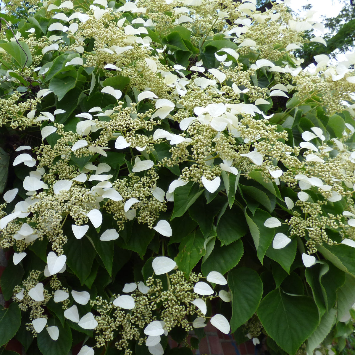 Trachelospermum jasminoides, wisteria, hydrangea p - Toscaanse jasmijn, Blauwe regen, Hortensia (x3) - Klimplanten