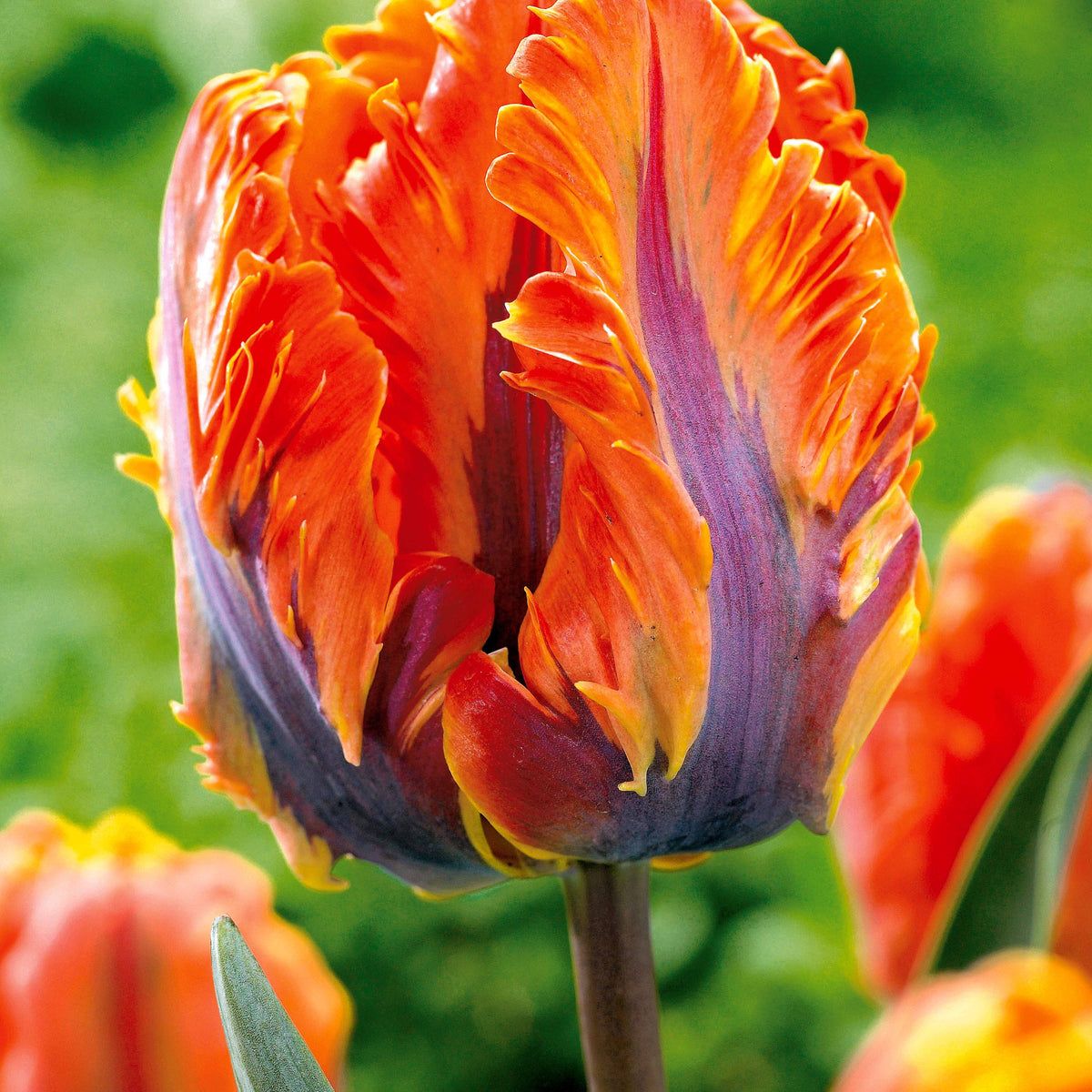 Parkiet Tulpen collectie: 'Princes Irene' + 'Black Parrot' + 'Apricot Parrot' (x24) - Tulipa Princesse Irene, Black Parrot, Apricot Parrot - Bakker