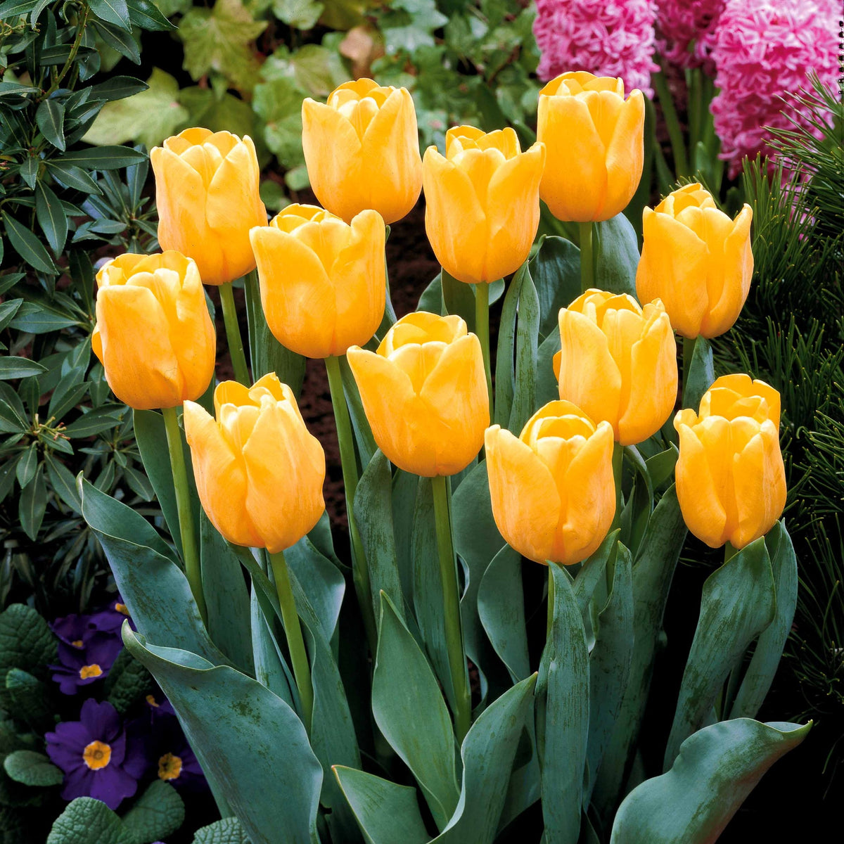Tulpen - Collectie Langstelige tulpen (x20) - Tulipa