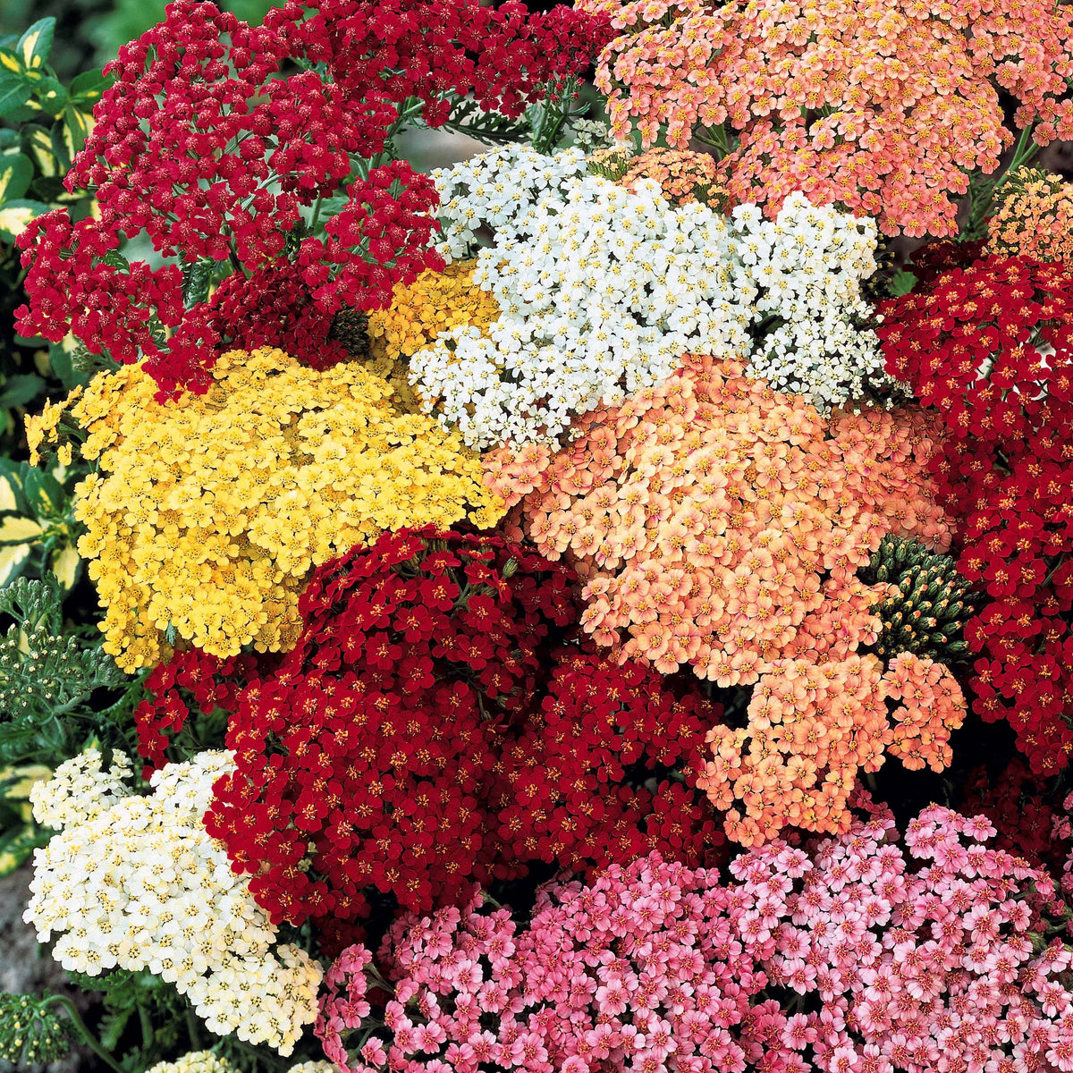 Duizendblad (x3) - Bakker