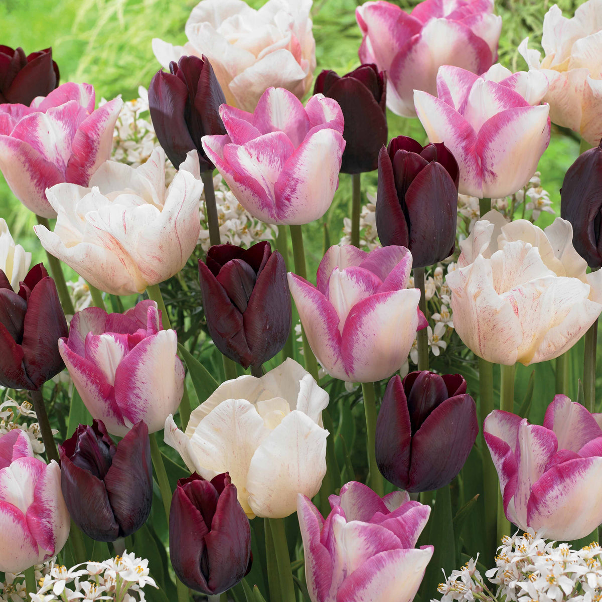 Langstelige tulpen Mix 'Slik Road' + 'Del Piero'+ 'Ronaldo' (x15) - Bakker