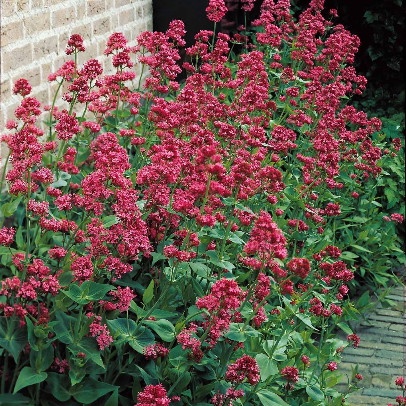 Verzameling vaste planten voor buitenbedden (x11) - Delphinium, gypsophila  paniculata, centranthus ruber