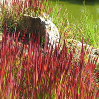 Collectie vaste planten met uniek blad (x7) - Carex  oshimensis Evergreen, Sedum Blue Pearl, Imperata cylindrica Red Baron, Gaura lindheimeri Whirling Butterflies