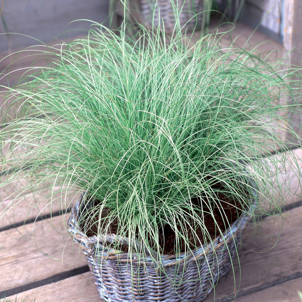 Carex oshimensis Evergreen, Sedum Blue Pearl, Imperata cylindrica Red Baron, Gaura lindheimeri Whirling Butterflies - Collectie vaste planten met uniek blad (x7) - Vaste planten