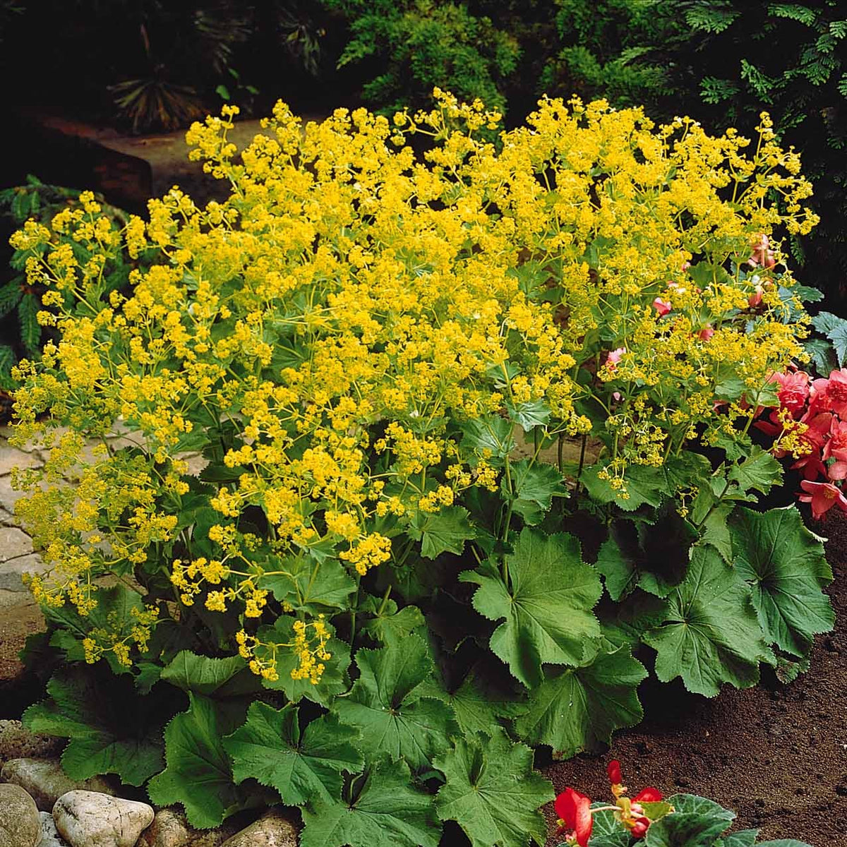 Alchemilla mollis, Leucanthemum superbum, Salvia nemorosa, Asclepia incarnata - Vaste planten voor een kleurrijke tuin Mix - Bloeiende vaste planten