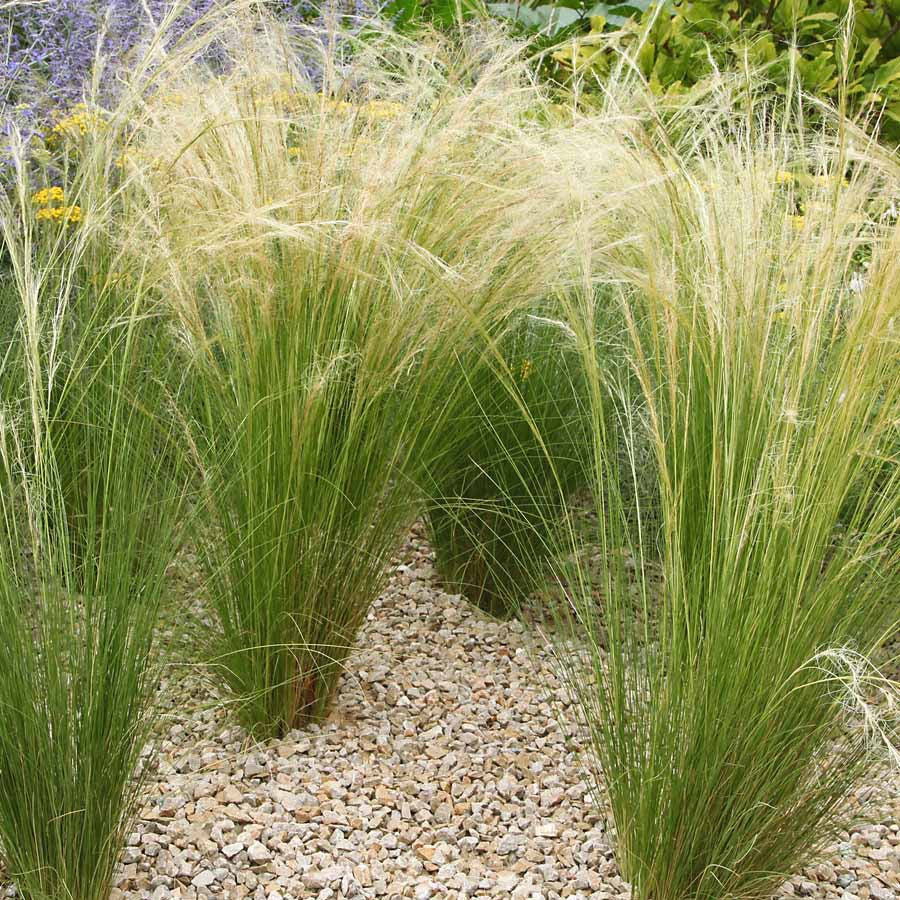 vaste planten Moderne collectie vaste planten voor buiten (x6) - Stipa tenuissima,  Muhlenbergia capillaris, Lavandula angustifolia