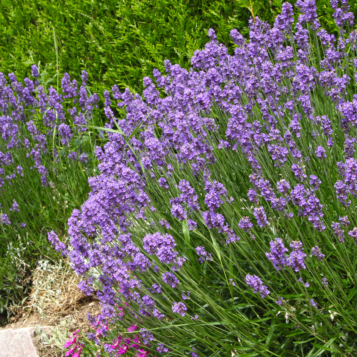Vaste planten - Moderne collectie vaste planten voor buiten (x6) - Stipa tenuissima, Muhlenbergia capillaris, Lavandula angustifolia