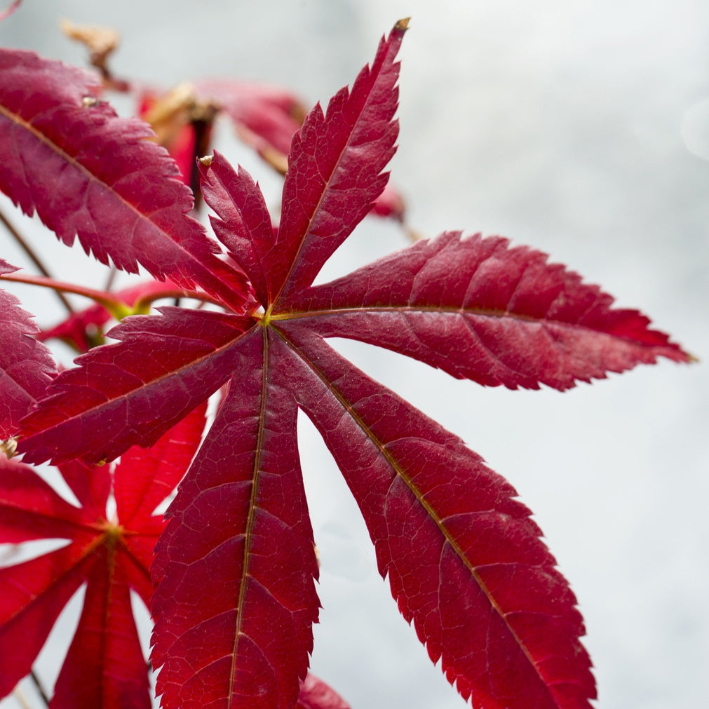 Verkoop Heestercollectie: Paarse esdoorn en gouden Mexicaanse sinaasappel (x2) - Acer palmatum Atropurpureum , Choisya ternata Sundance Lich