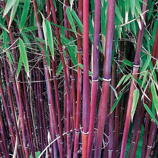 Collectie van niet woekerende bamboe (x2) - Fargesia robusta campbell, fargesia scabrida asian wonder - Tuinplanten