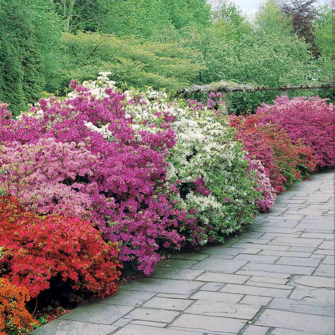 Collectie Japanse Azalea's (x3) - Azalea japonica - Bakker