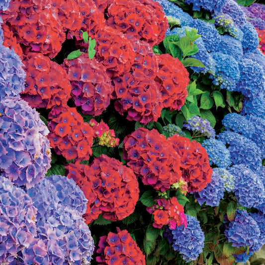 Collectie rode en blauwe hortensia's (x4) - Bakker