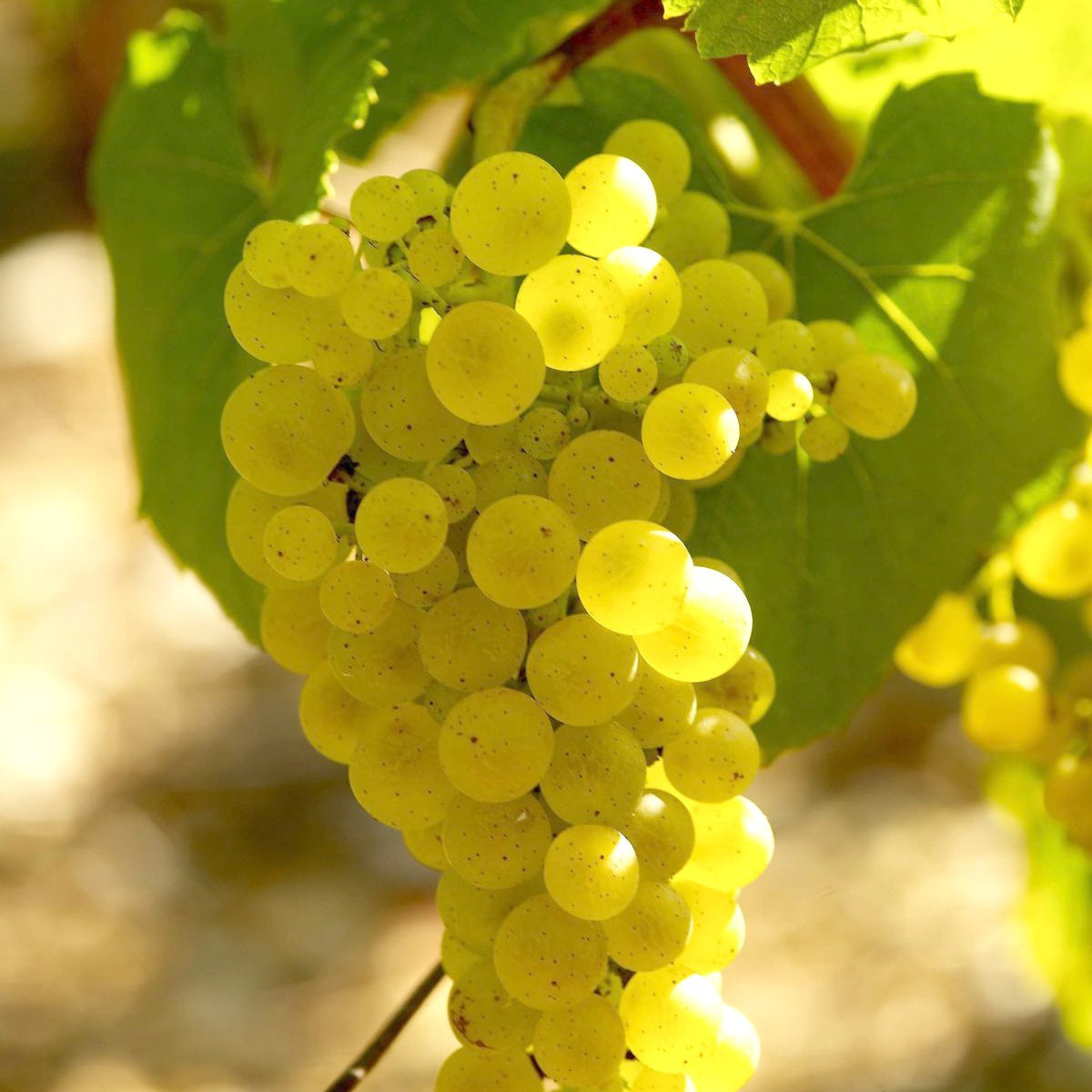 Wijndruiven Mix 'Pinot' + 'Merlot' + 'Chardonnay' - Vitis vinifera Pinot, Merlot, Chardonnay - Bakker