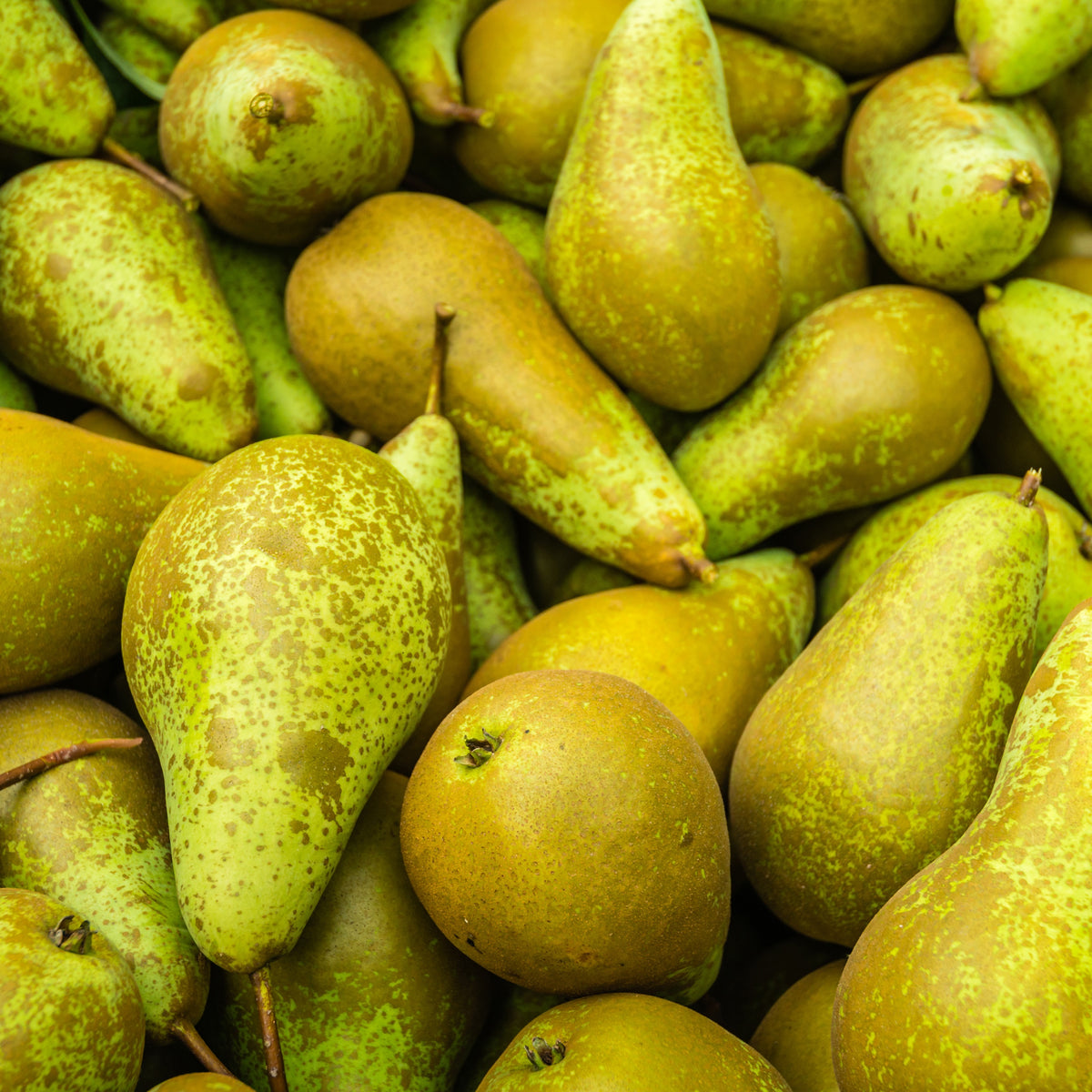 Pyrus communis conférence, william's, doyenné du comice - Perenboom Mix 'Conférence'+ 'William's' + 'Doyenné du Comice' - Perenbomen