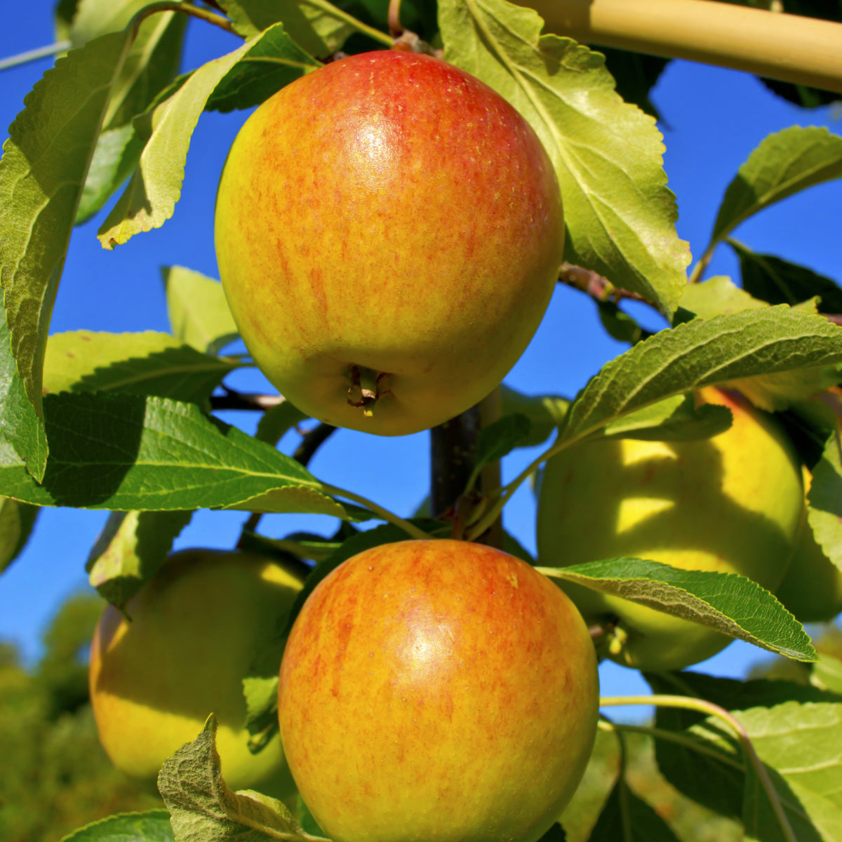 Appelbomen - Appelboom Mix - 'Reine de Reinettes' + 'Cox's' + 'Golden Delicious' - Malus domestica reine de reinettes, cox's, golden delicious