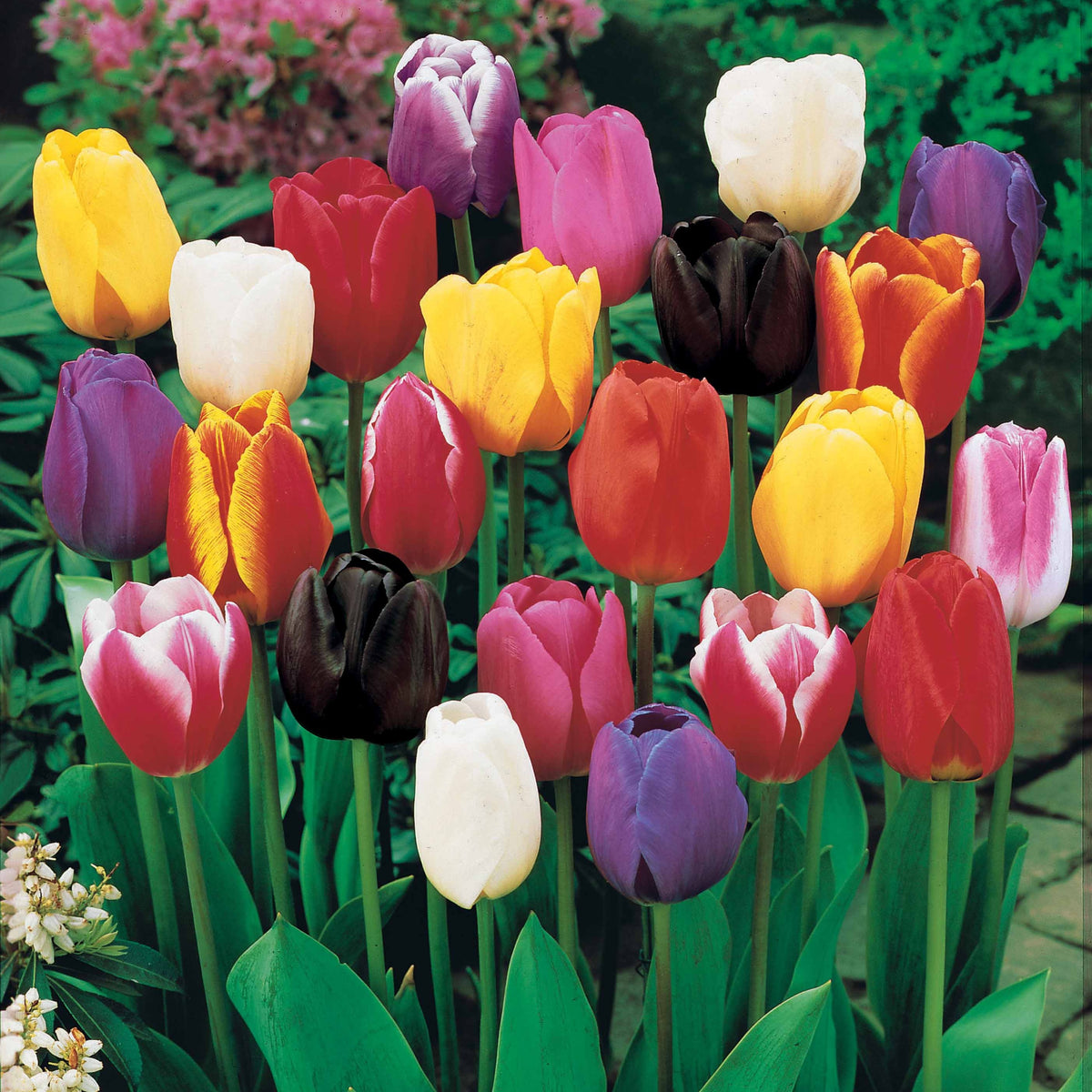 75 Triumph Tulpen gemengd - Tulipa - Bakker