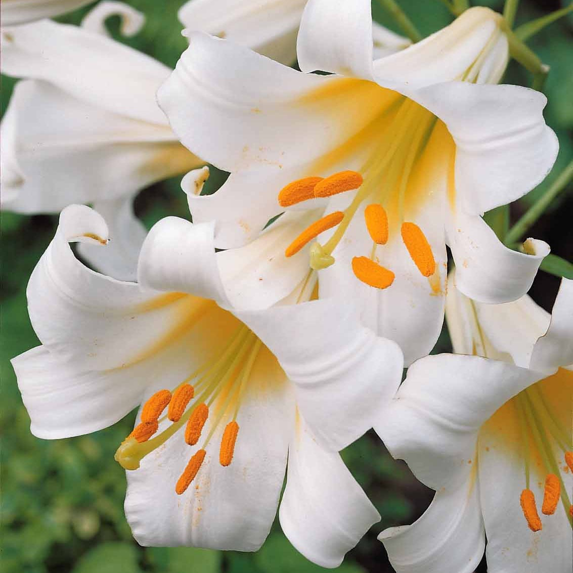 Witte koningslelie (3x) - Lilium regale album - Bakker