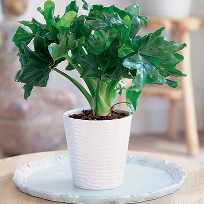 philodendron atom waterwortels Philodendron Monstera Atom incl. witte sierpot ELHO - Philodendron atom