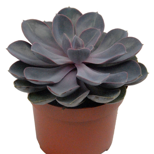 Echeveria 'Pearl van Nuernberg' incl. witte sierpot - Bakker