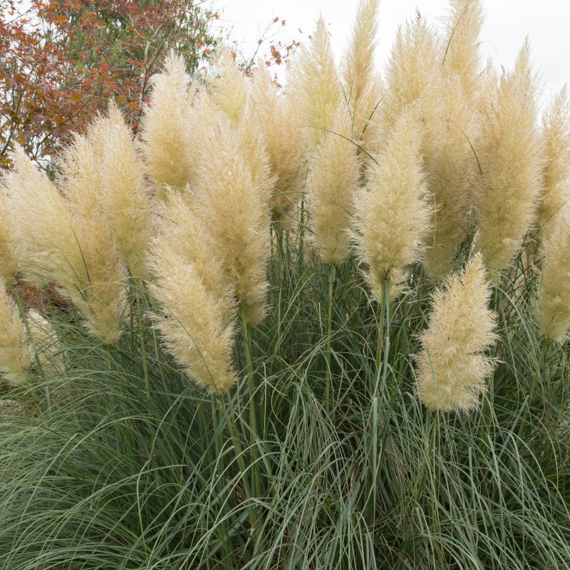 Pampasgras - Cortaderia - Pampasgras - wit - Cortaderia selloana monstruosa