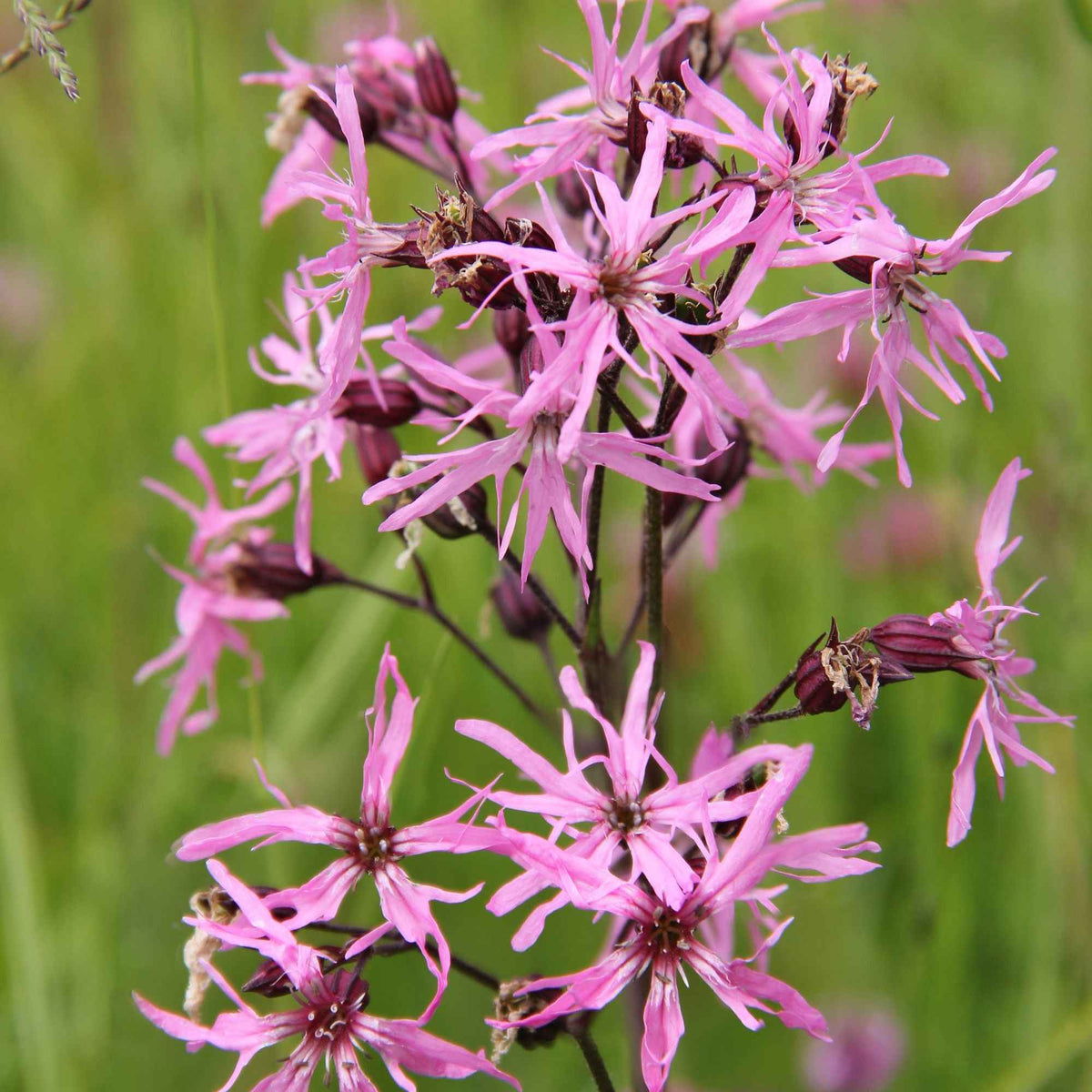 Echte koekoeksbloem - Bakker