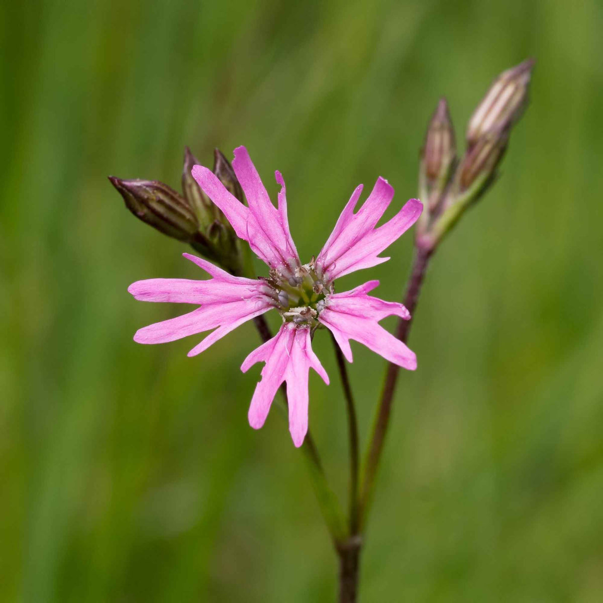 Echte koekoeksbloem - Lychnis flos-cuculi - Bakker