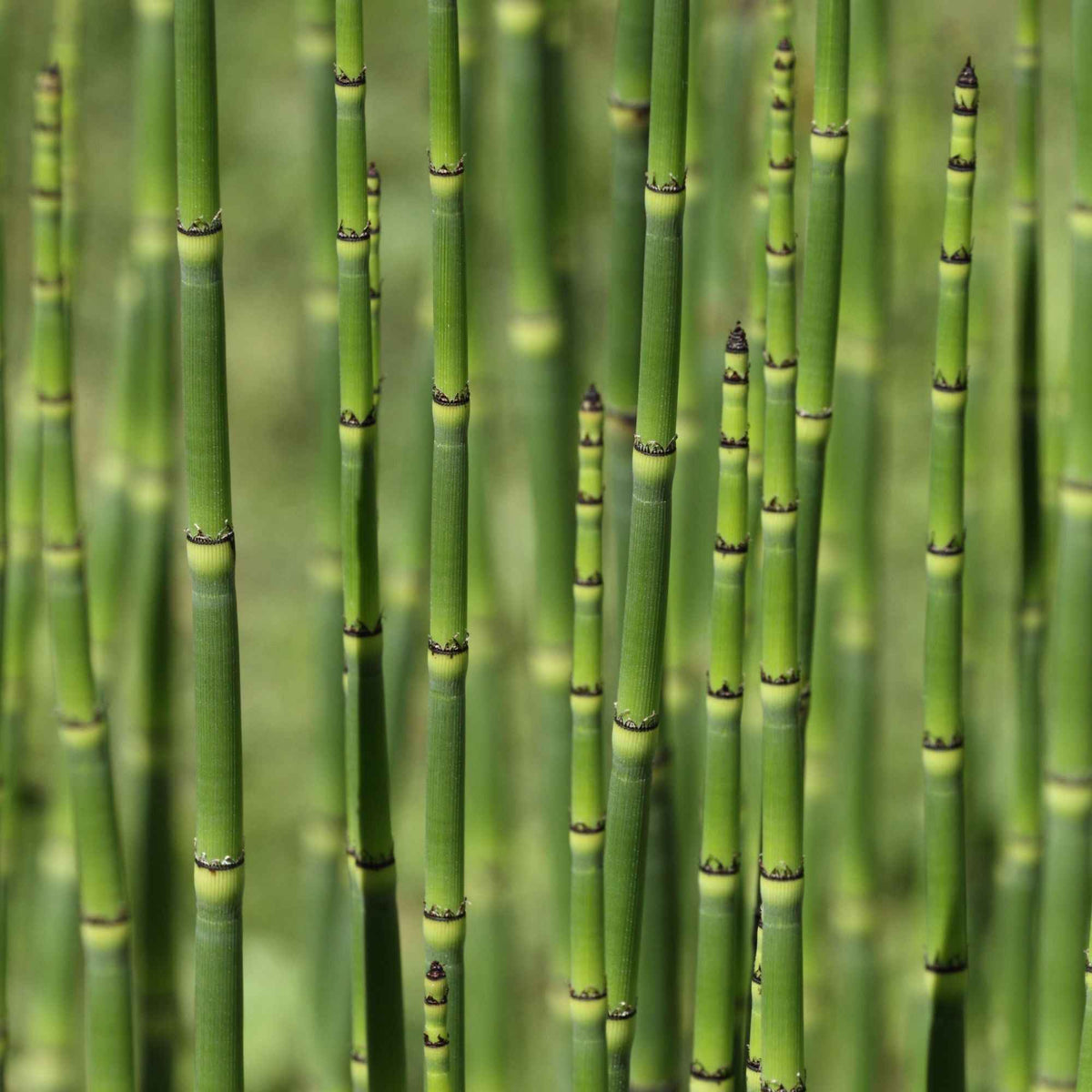 Japanse paardenstaart - Equisetum japonicum - Bakker
