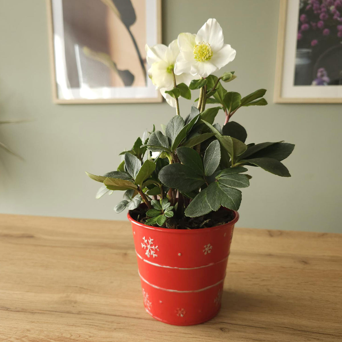 Helleborus niger Christmas Carol - Kerstroos 'Christmas Carol' en met kerstpot - Kamerplanten voor binnen