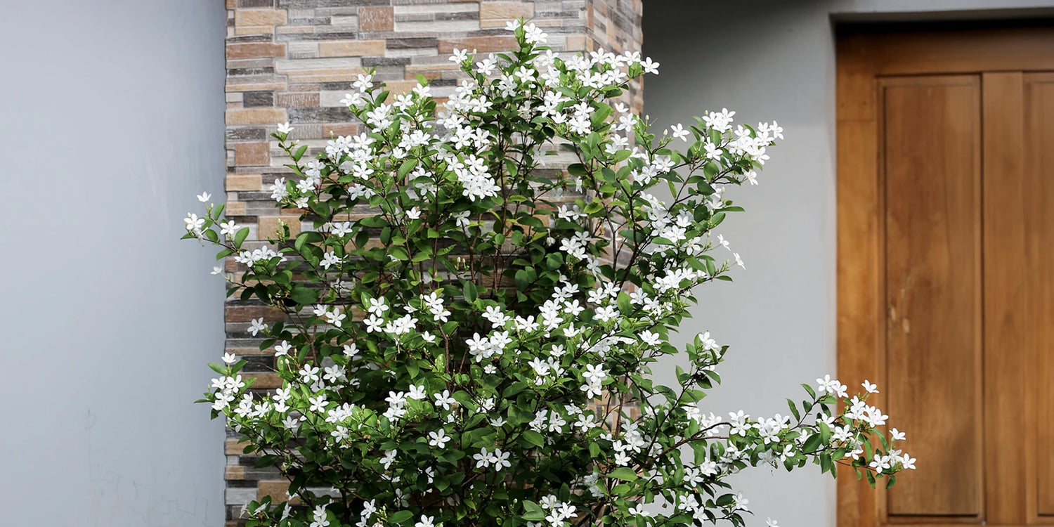 De charme van klimplanten tot 25% korting!