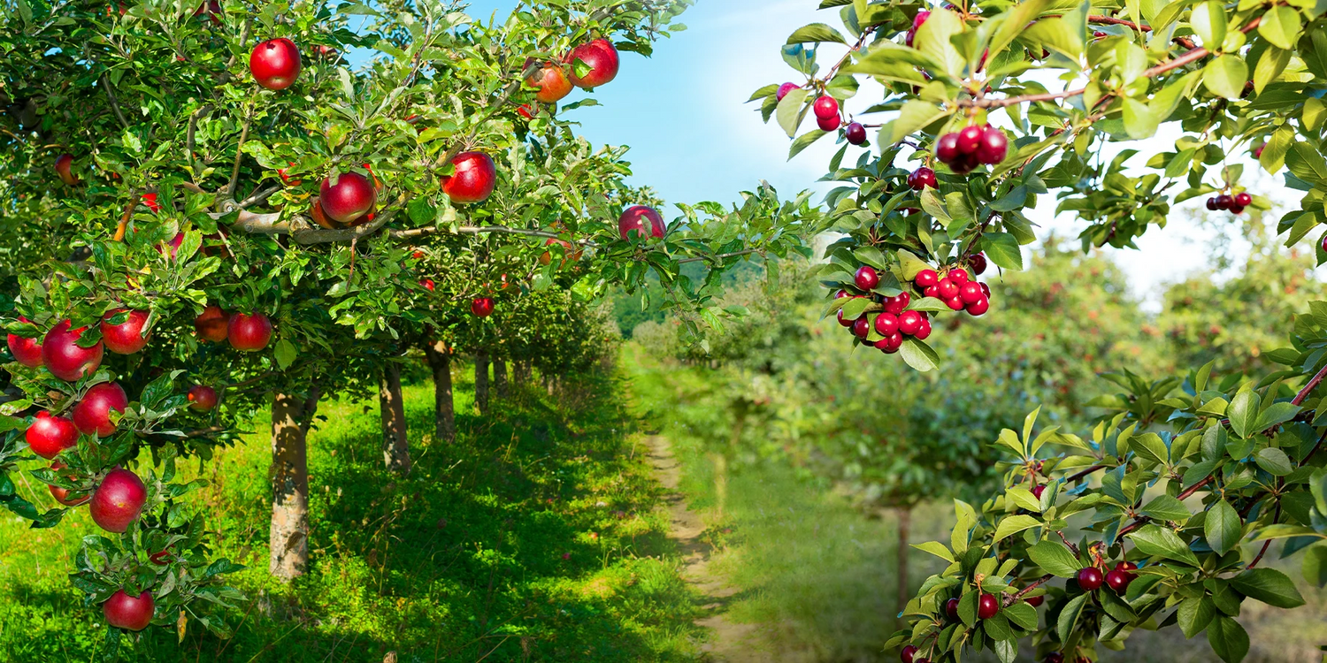 Smaken uit eigen tuin tot 30% korting!