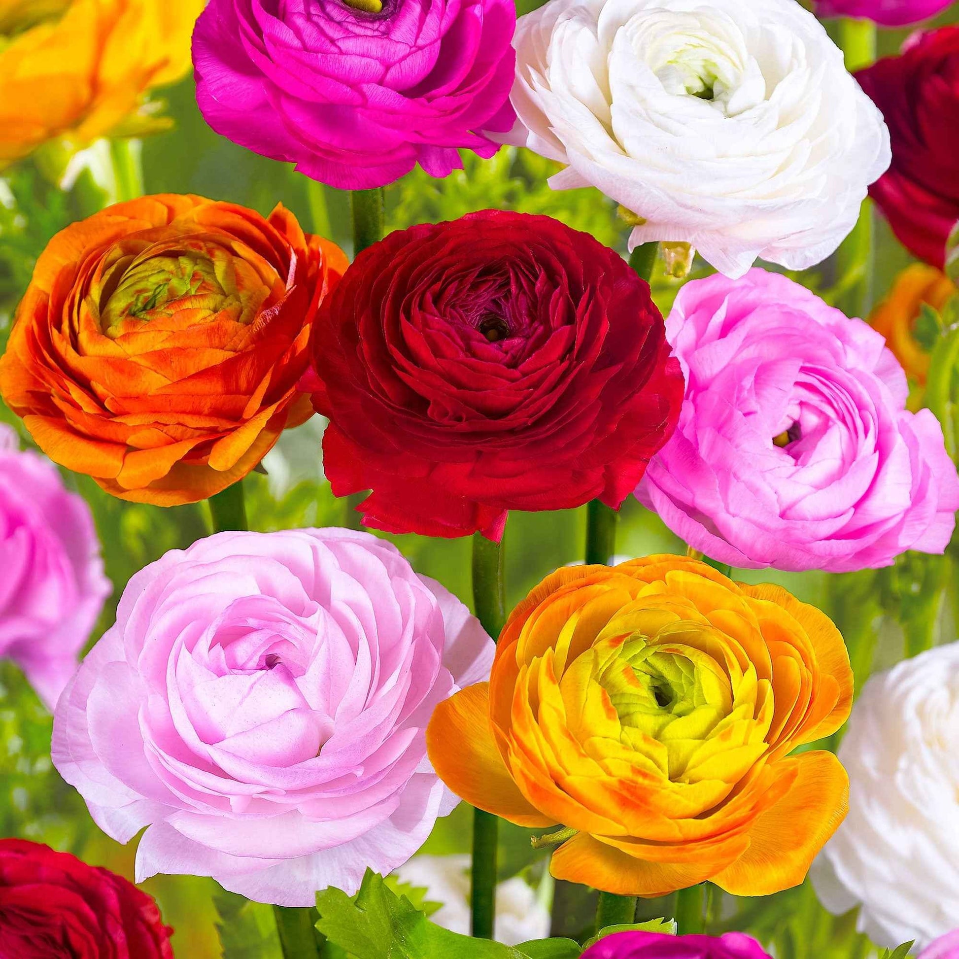 Ranunculus asiaticus - Ranonkel Mix - Ranunculus