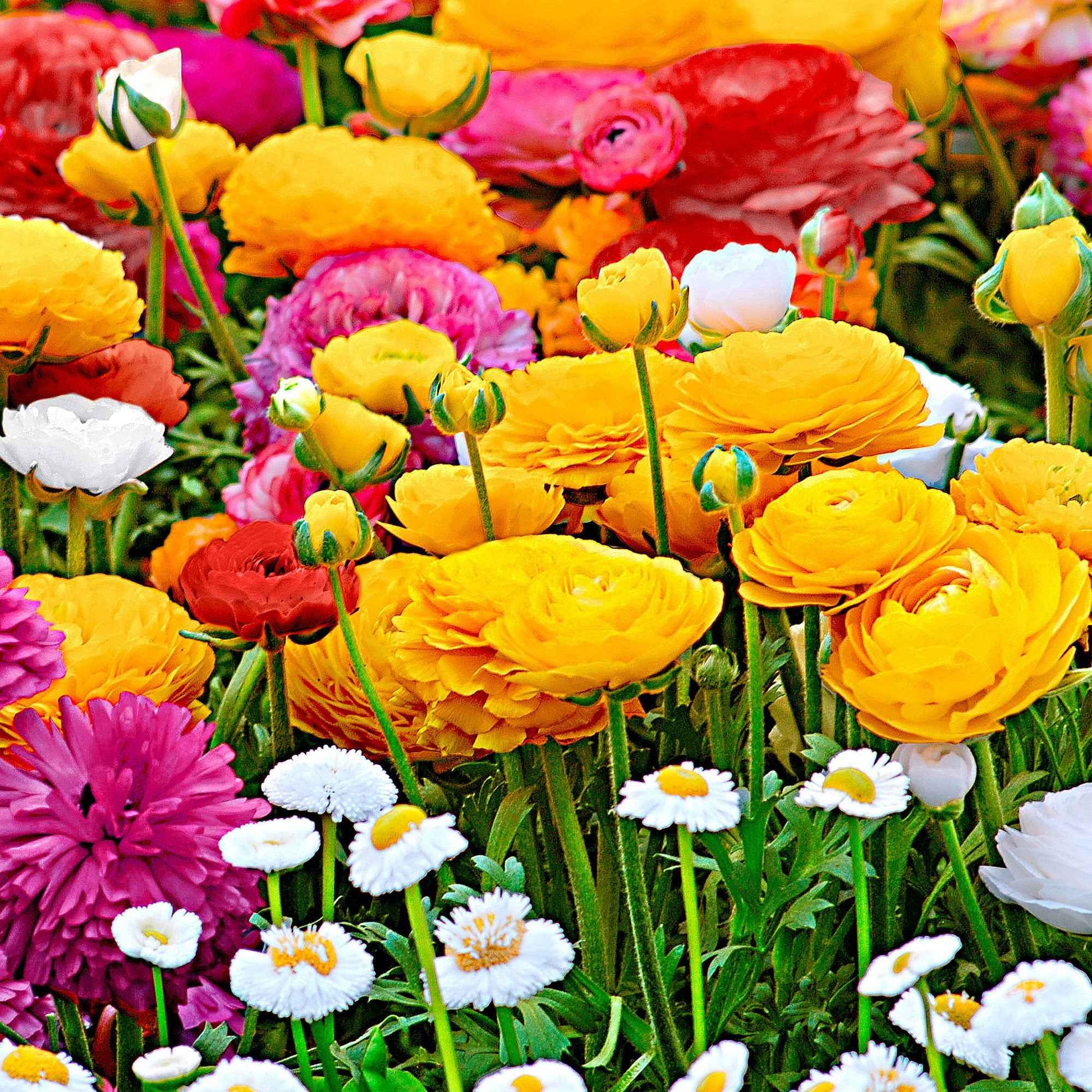 Ranunculus - Ranonkel Mix - Ranunculus asiaticus