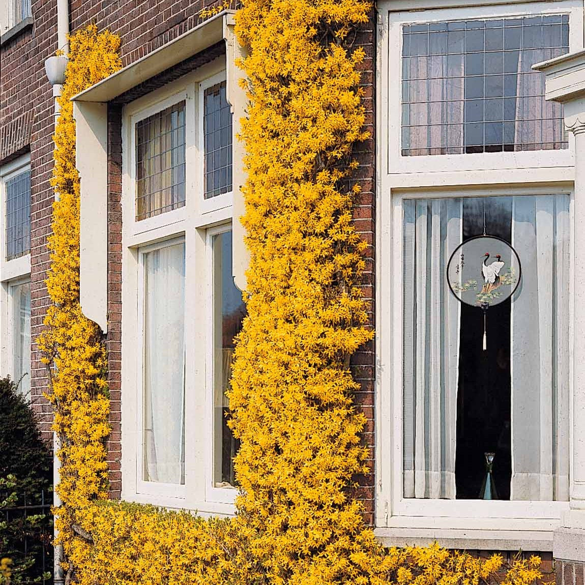 Winterjasmijn - Jasminum nudiflorum - Bakker
