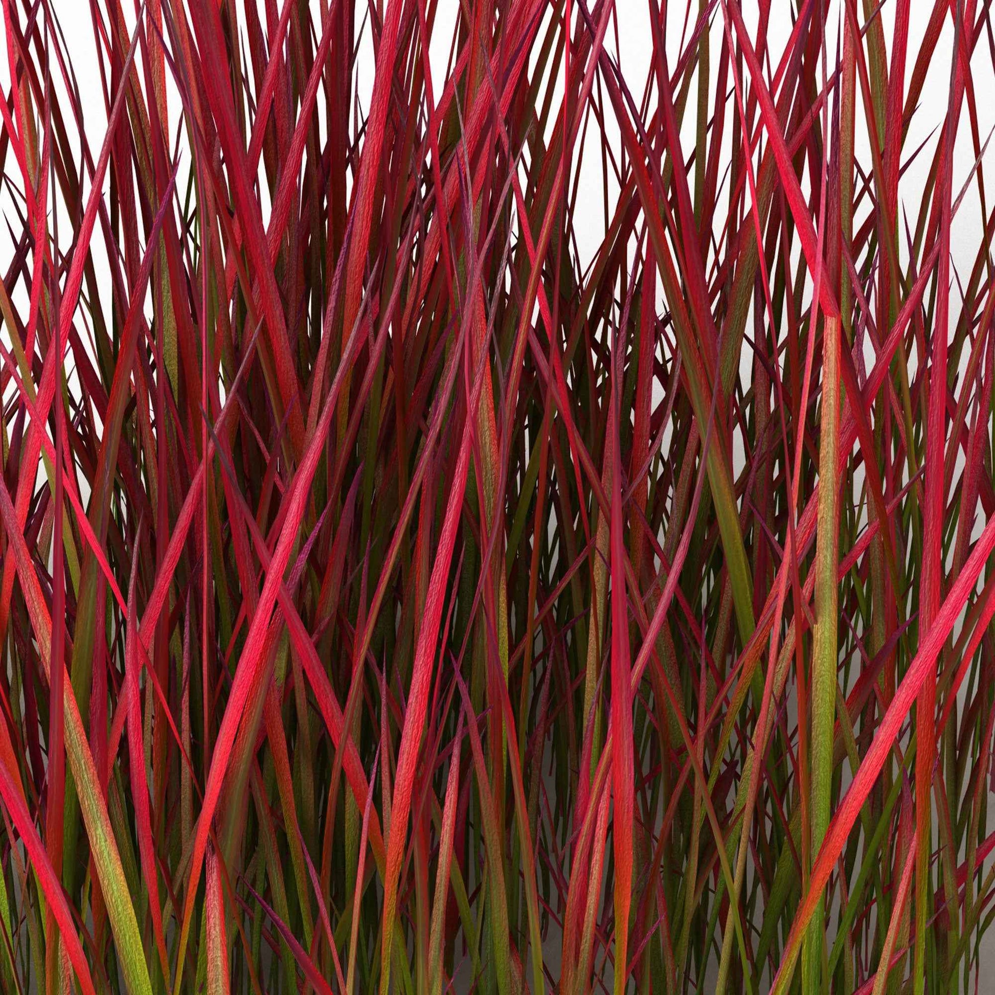 Japans bloedgras 'Red Baron' - Imperata cylindrica red baron - Bakker