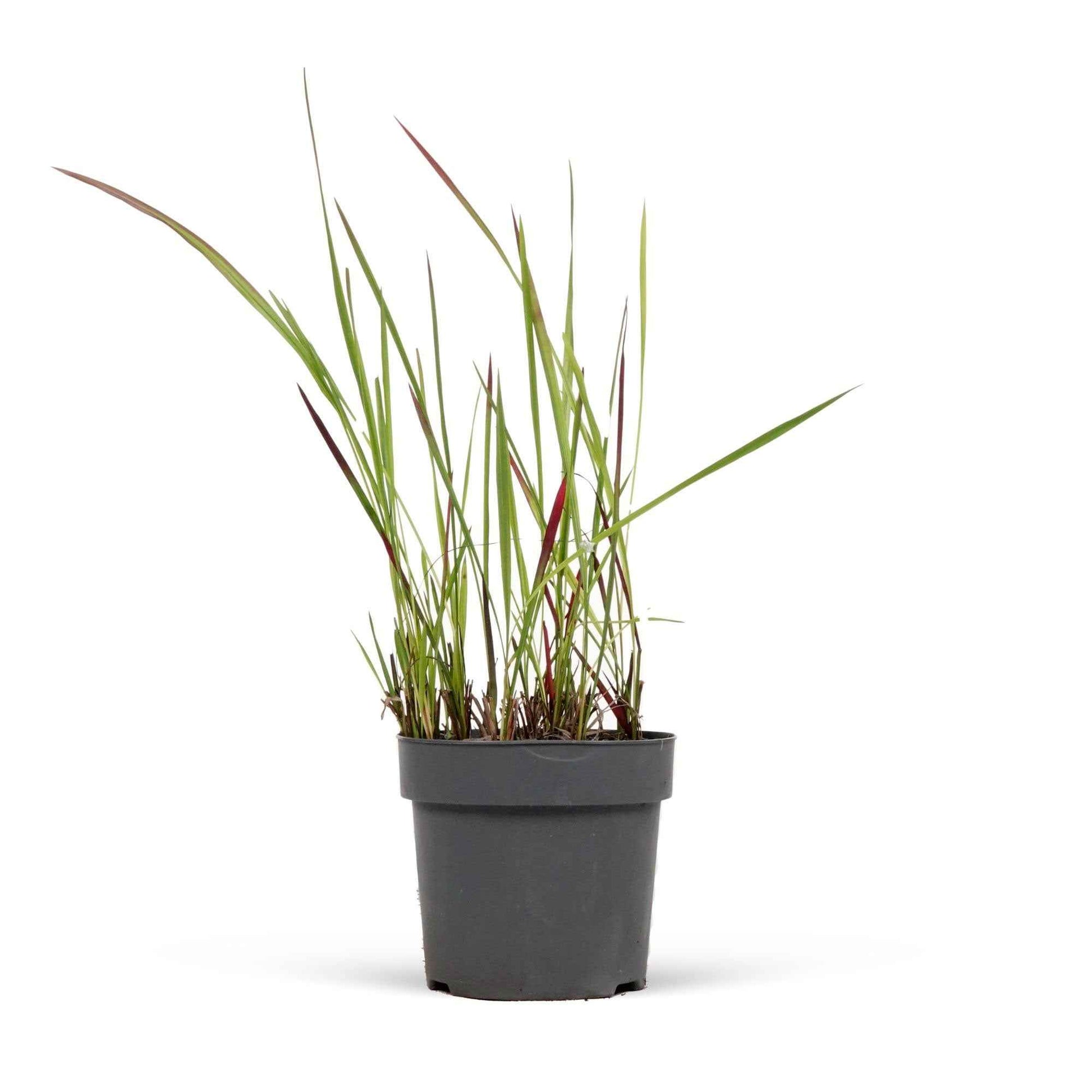 Verkoop Japans bloedgras 'Red Baron'