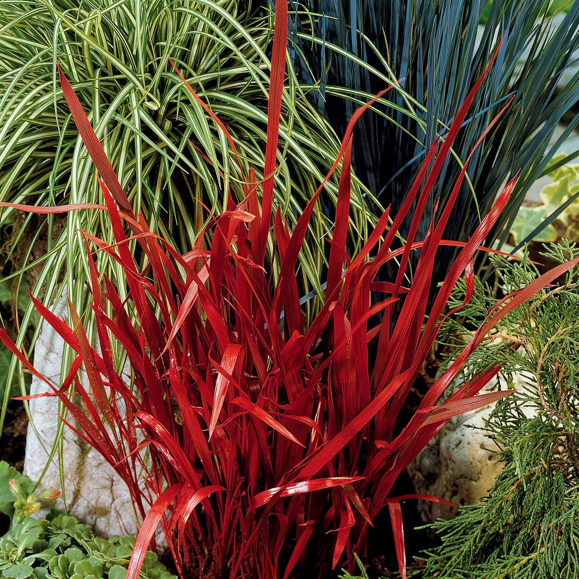 Imperata cylindrica red baron - Japans bloedgras 'Red Baron' - Siergrassen