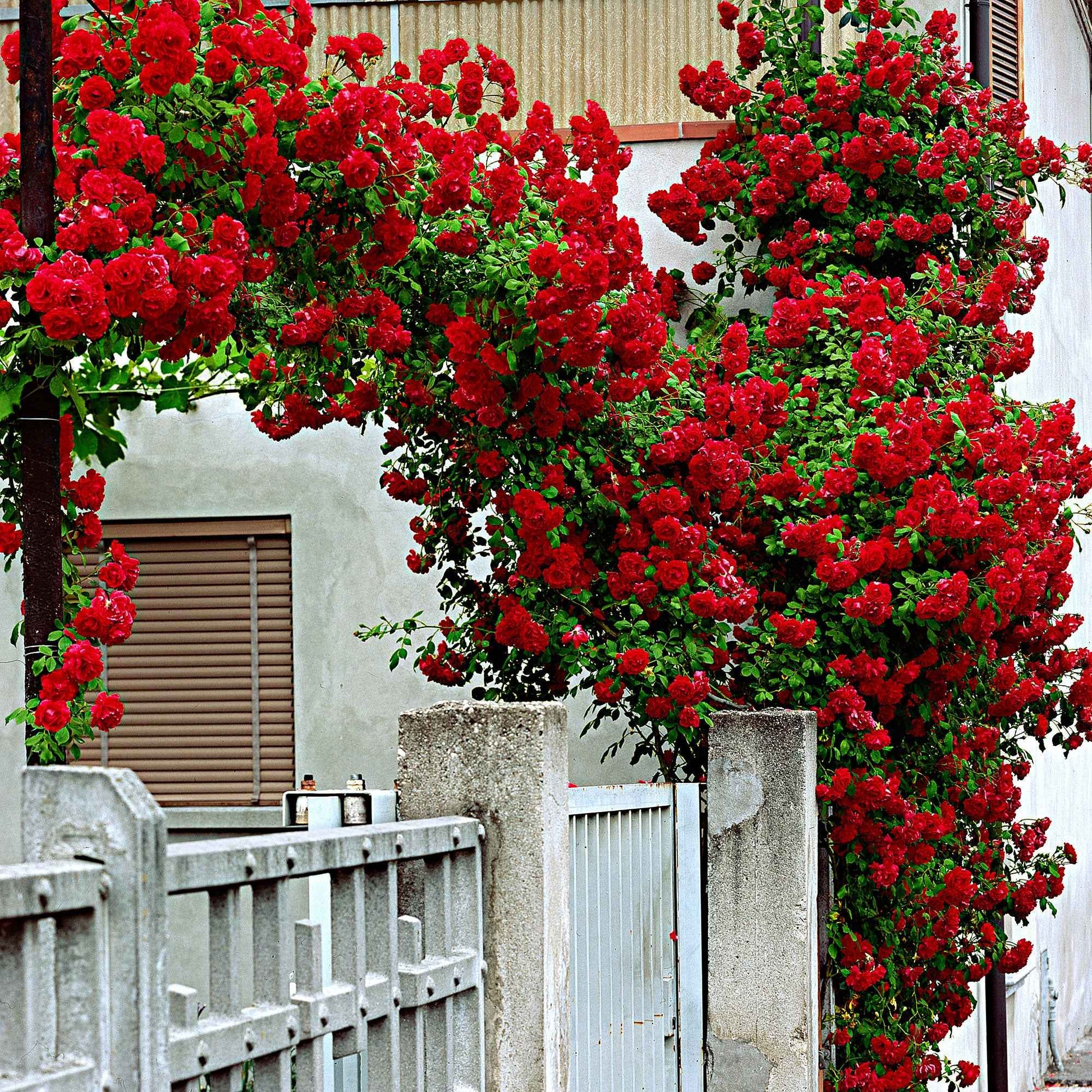 Klimroos 'Santana' - Rosa santana ® - Tuinplanten