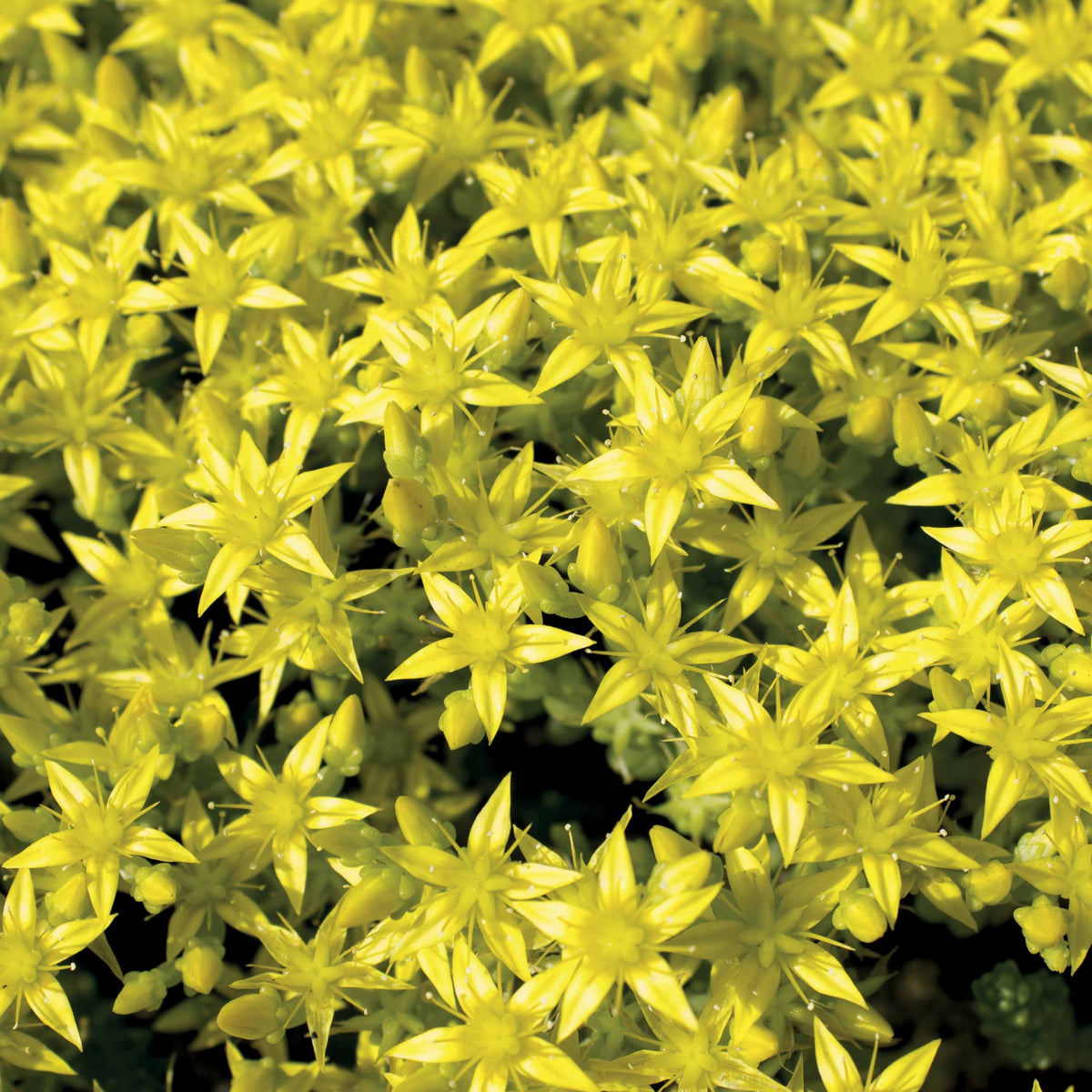 Verkoop Gele muurpeper (x2) - Sedum acre