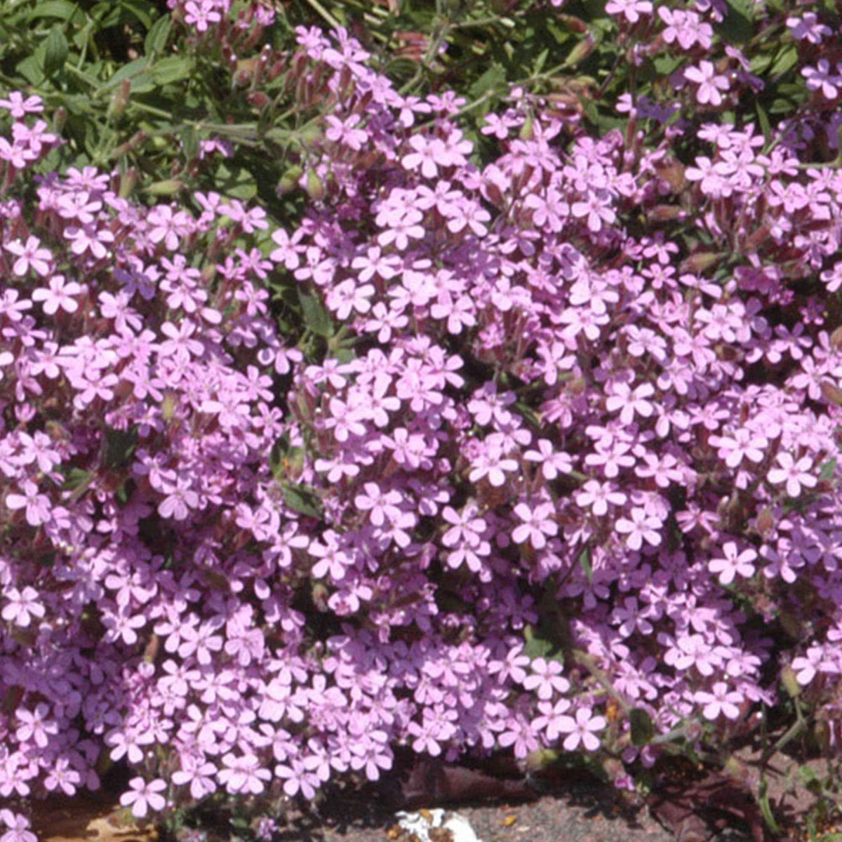 Zeepkruid (x5) - Saponaria ocymoïdes - Bakker